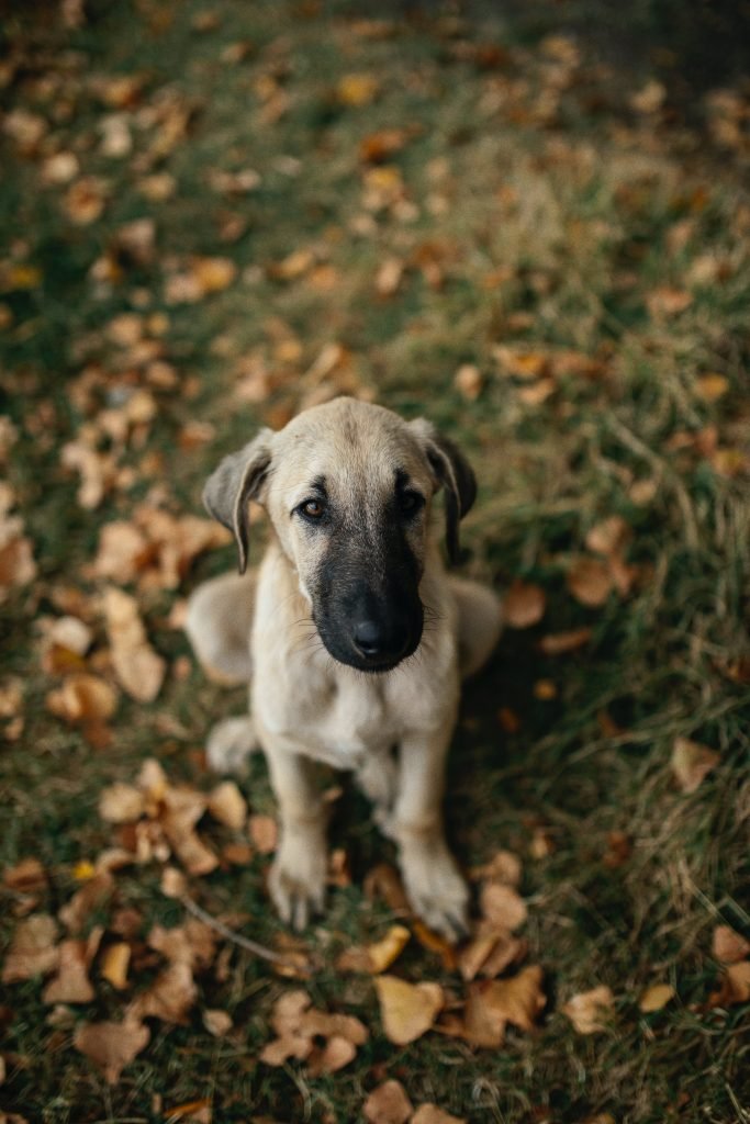 How Can I Achieve Captivating Wildlife And Nature Portraits?