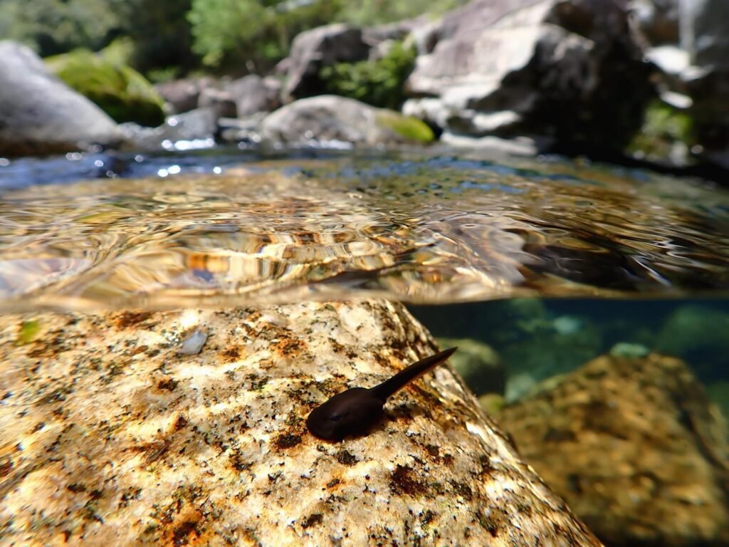 OM SYSTEM Tough TG-7 Black Digital Camera, 12MP, Waterproof, Shockproof, Underwater and Macro Shooting Modes, high speed image sensor, 4K Video, 4x-wide-angle zoom (successor Olympus TG-6) OM SYSTEM Tough TG-7 Black Digital Camera, 12MP, Waterproof, Shockproof, Underwater and Macro Shooting Modes, high speed image sensor, 4K Video, 4x-wide-angle zoom (successor Olympus TG-6)